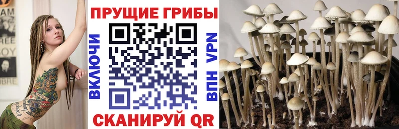 Купить  Верхний Уфалей  Псилоцибиновые грибы GOLDEN TEACHER 